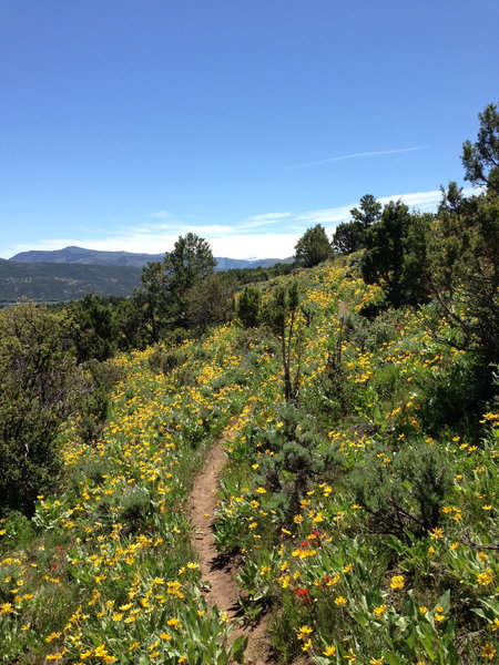 Get here early and you'll be blown away at beauty that is wild flowers!