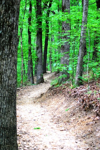 Sweet downhill section on the South Loop (When riding clockwise).