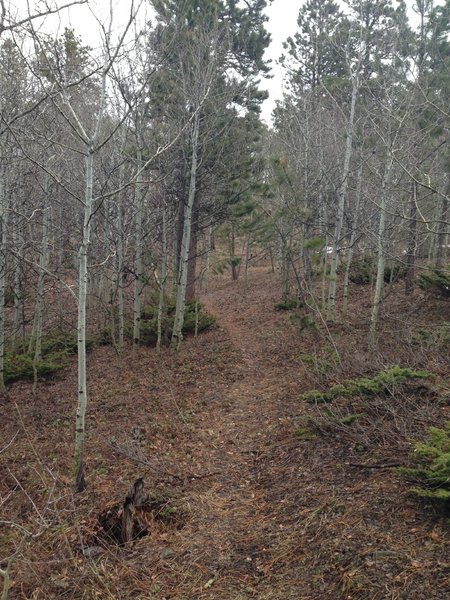 Looking up Carson Cut Across