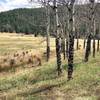 Aspens at the bottom of Mason Creek Trail.