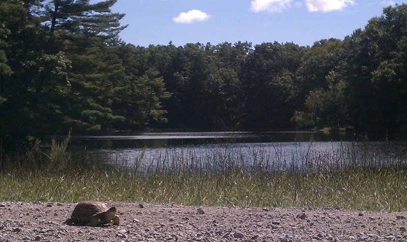 The Dam on Cleveland Creek.