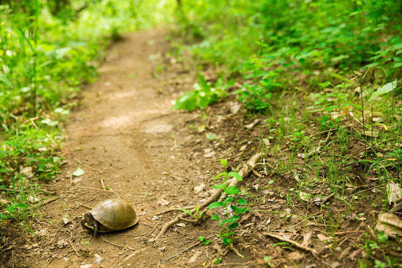 You'll encounter all sorts of trail users on the Mt Sequoya Woods loop.