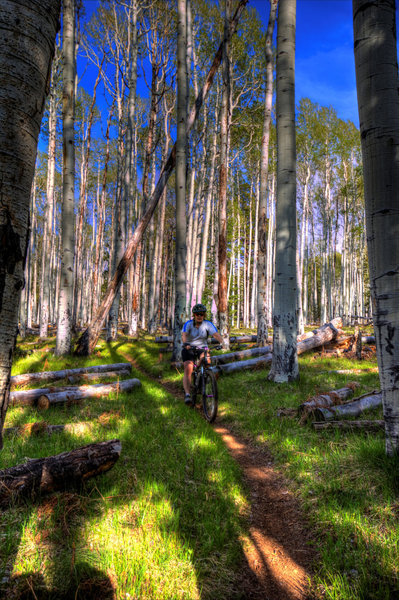 Cruising through the aspen