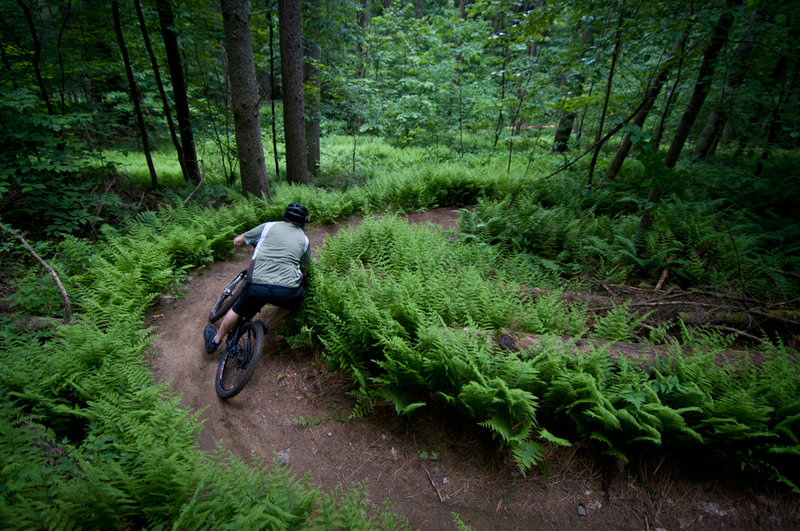 Bear's trail flow