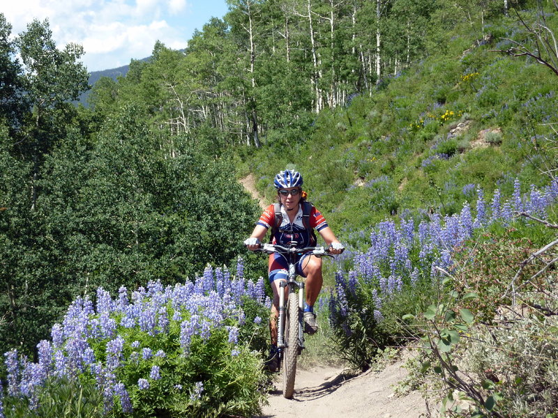 Lupine madness!