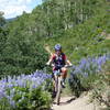 Lupine madness!