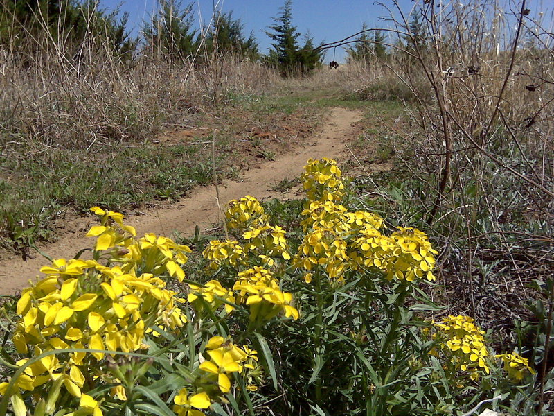 Spring on the trail. Western Wallflower.