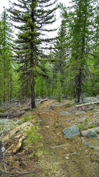 The opening section of the Bear Mountain Trail