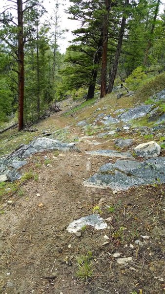 Typical rocky goodness on this trail