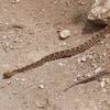 Dangerous Wildlife!!  Diamondback Rattlesnakes will sun themselves along the trail.  Be cautious!!