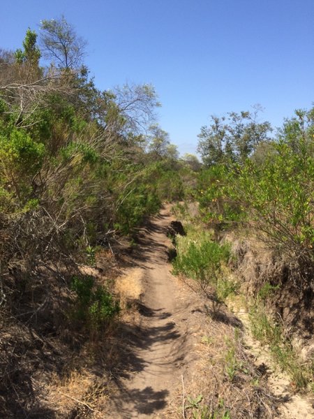 Trail heading away from Santa Monica Ridge Lake.