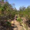 Trail heading away from Santa Monica Ridge Lake.