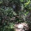 Penasquitos Canyon singletrack.