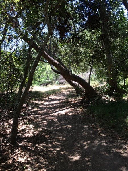 Singletrack along Penasquitos Creek.