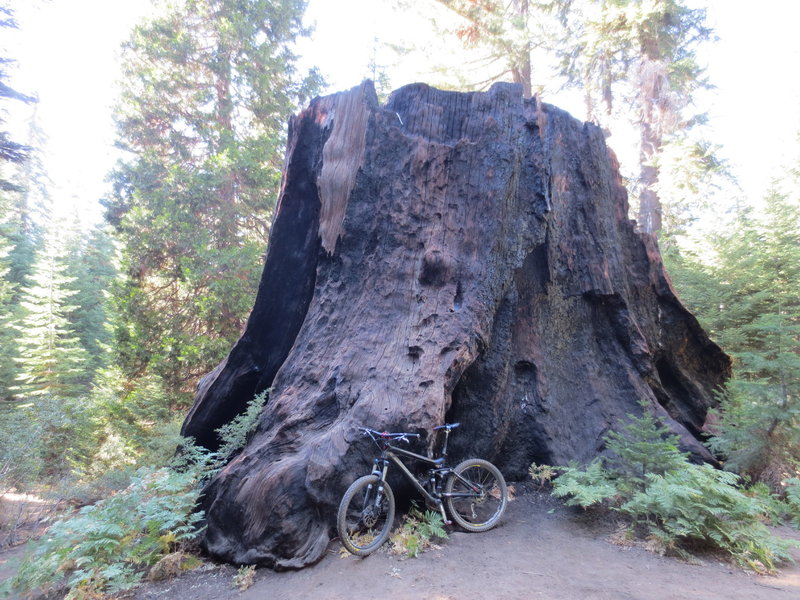 Imagine finding a tree so large that it dwarfed the tallest building known at the time.  Before it became the Chicago Stump, the General Noble Tree was the largest tree ever cut.  It would have taken about 18 men with arms outstretched to complete a tree hug.