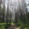 A smooth passage through the forest.