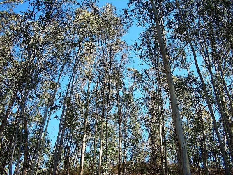 Looking up at the stand of eucalyptus that this trail is named for.