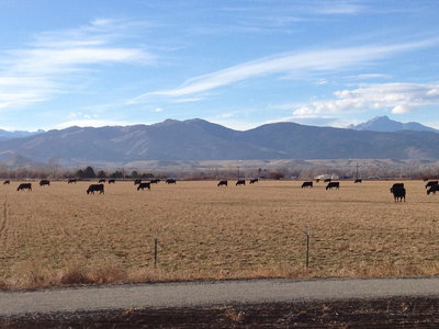 Beautiful views to the west along the Niwot trail section along 83rd St.  This trail links the Niwot loop to the new section of LoBo trail towards Longmont.