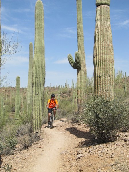 Riding through the forest of Saguaro Cactus