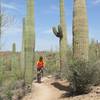 Riding through the forest of Saguaro Cactus