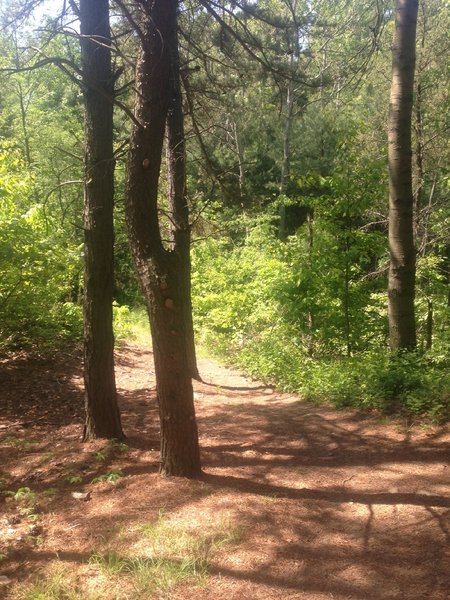 Path at trail intersection.