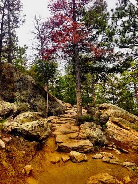 Challenging rock features amidst the flowy singletrack.