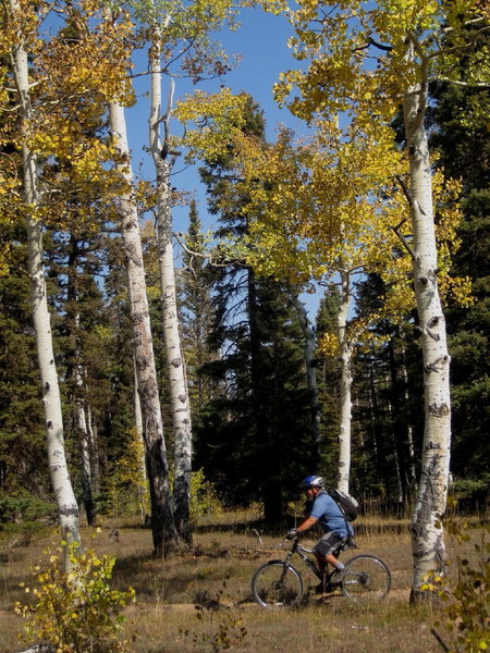 Tim Gallegos cruising through the aspens