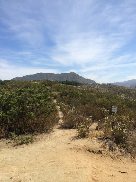 Singletrack at the peak.