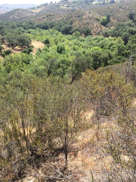 Closeup view from the peak of the trees along the river.