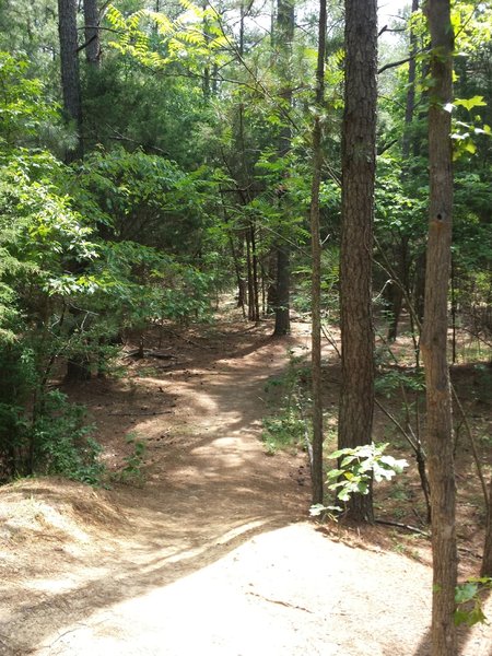 Start of Crow Branch Overlook loop.