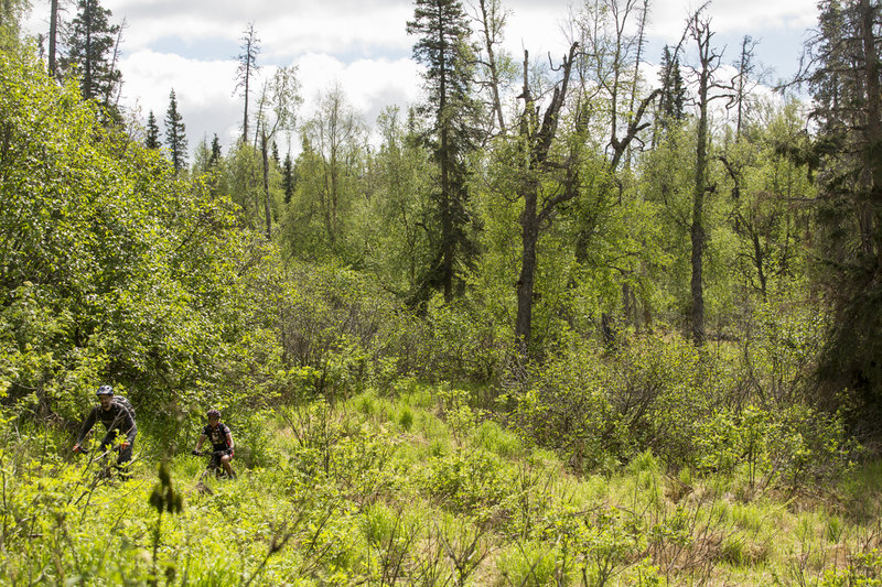 Large meadows can be found on Yellow Jacket