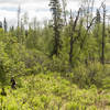 Large meadows can be found on Yellow Jacket