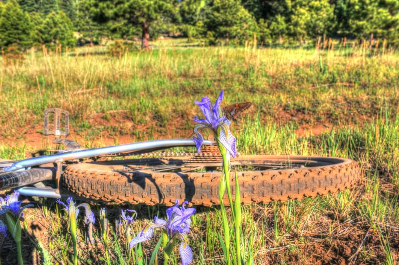 Butterfly on an iris on Dry Lakes Trail