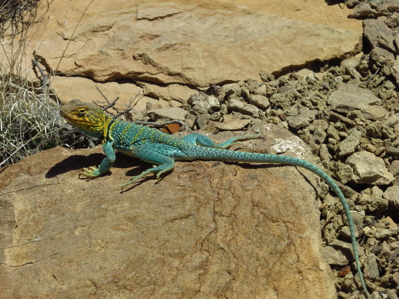 Colorful trail friend