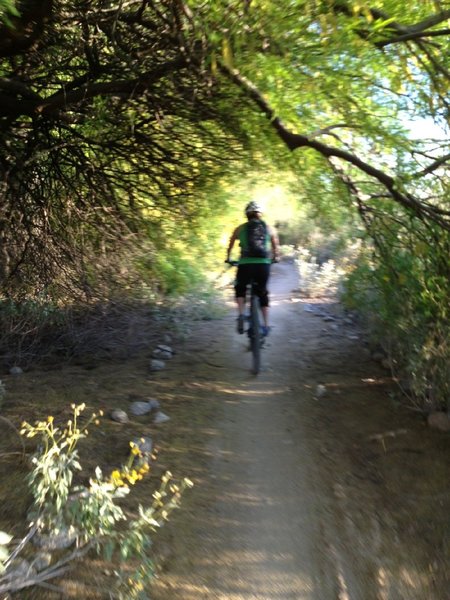 Tree Tunnel