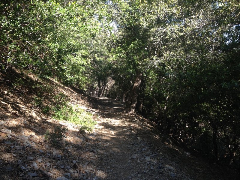 This section of the Gabrielino trail is fast and shaded.