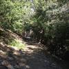 This section of the Gabrielino trail is fast and shaded.