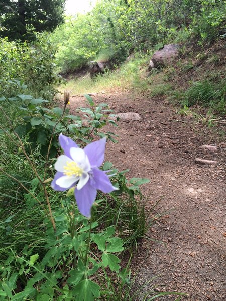 Columbine