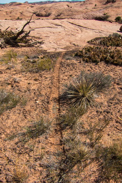 Someone felt the need to kill the soil. Look out for the Cryptobiotic soil, or "crypto."