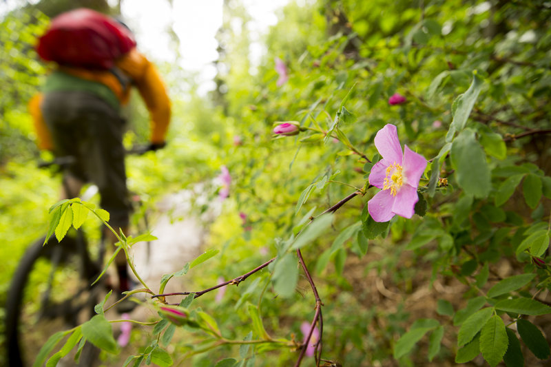 The last descent of Resurrection Pass trail is fun and full of flowers