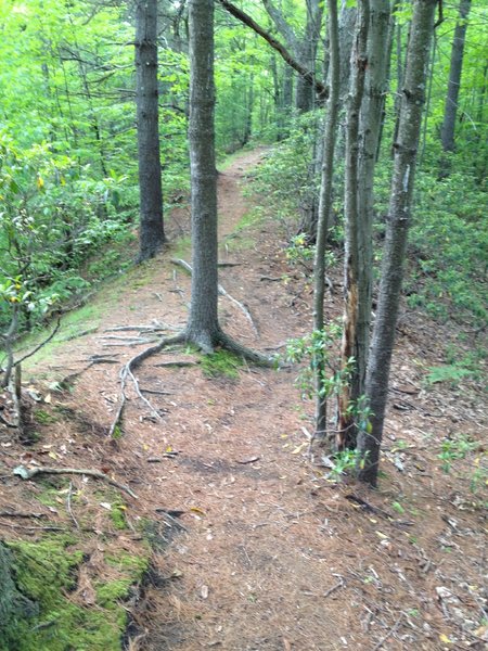 Brook Trail briefly follows this ridge, with Asnewbumskit Brook way down a steep slope on the left.