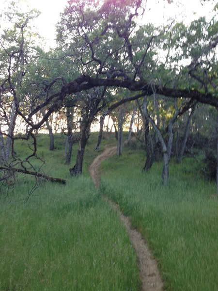 Tall grass and manzanita trees abound.