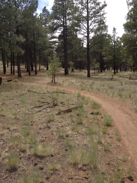 Flat, slightly sandy and through pretty forest.