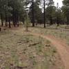 Flat, slightly sandy and through pretty forest.