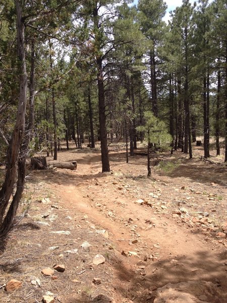 Expects lots of rocks along the trail like this