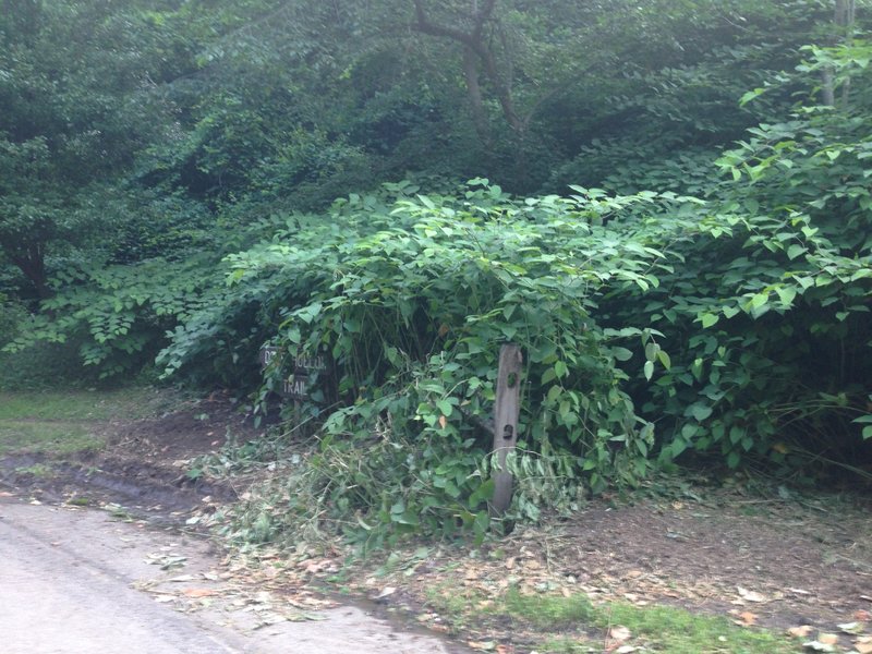 Deer Hollow Trail Entrance - Enter to the right of sign, a bit of overgrowth currently.