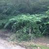 Deer Hollow Trail Entrance - Enter to the right of sign, a bit of overgrowth currently.