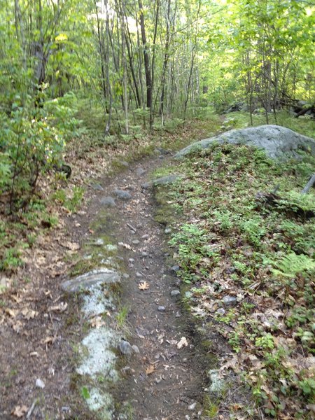 This is about as rocky as any of the Mill Street Bike Trails get.