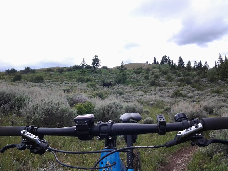 Bull moose on trail!