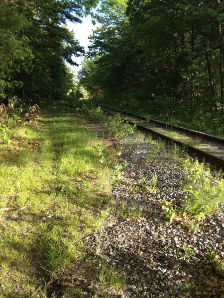 The trail pops out of the woods and parallels the train tracks for a couple hundred yards.  If you're lucky you might see a freight train running between Worcester and Gardner.